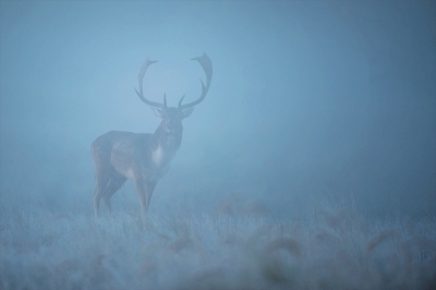 Een plaat van vorig jaar toen ik ( Dick) nog niet op NP actief was. Op een mistige morgen tijdens de Damherten bronst hoorde we ze overal om ons heem maar zien ho maar..... Tot dit imposante mannetje in de mist opdook. Ben er voorzichtig heen getijgerd, statief voor mij uitschuivend in de laagste stand, met dit als resultaat...