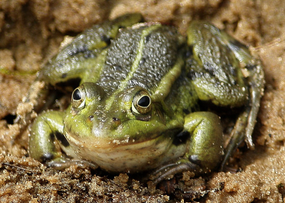 Voor mij is de tijd weer aangebroken om kikkers en insecten te fotograferen. Ik hoop dat ik dit jaar meer kan bijdragen aan Nederpix!