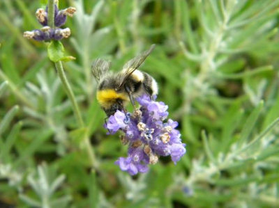 Rokend in de tuin zag ik deze hommel op zoek naar stuifmeel.