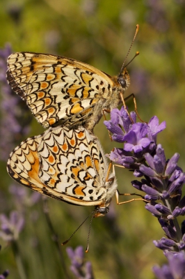 Op een zonnige dag en winderige dag, deze twee vlinders kunnen fotograferen vanuit de hand.