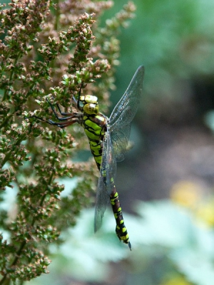 Tijdens ons ontbijt zien we in onze tuin,die grenst aan een houtwal, een raar groen stokje aan de uitgebloeide astilbe, die achter de vijver staat, hangen. Snel  een aantal opnamen uit de hand maar omdat hij rustig bleef zitten ook met statief nog wat opnamen gemaakt van deze blauwe glazenmaker.