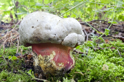 de verrassing van de wandeling voor mij  was toch wel de satansboleet die wel vaker hier is waargenomen maar toch wel heel zeldzaam is, en die al heel lang op mijn verlanglijstje stond.