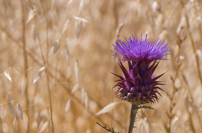 Vorig jaar tijdens een trip in Extremadura vond ik ( Mira) verschillende van deze prachtbloemen tussen de Wilde Haver.