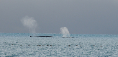 De laatste jaren worden steeds meer vinvissen rond Spitsbergen gezien in kleine groepje s.
Wij zagen meerder malen groepjes van 2-3ex.
ook nmaal de zeldzame Blauwe Vinvis vlak bij de boot. Op de voorgrond vliegen Kortsnavelzeekoeten.
Meer beelden opwww.pbase.com/peterzwitser