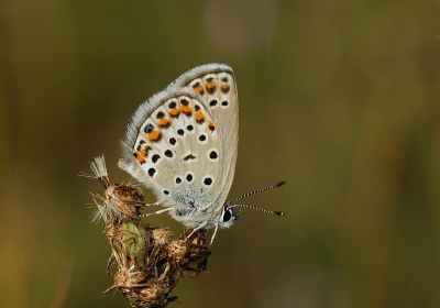 Een van de vele blauwtjes in de Kackar bergen, NO Turkije. Foto gemaakt in de avondzon.