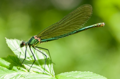 De juffer zat vlakbij een prachtige beek met vlottende waterranonkel. Het was prachtig weer met misschien iets teveel zon.