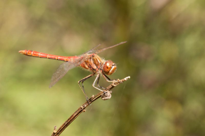 Een rondje door de tuin doet wonderen tegenkomen.  Zeker als je wil oefenen met je nieuwe macrolens.