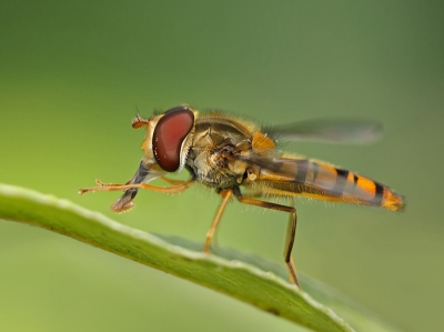 Vanmiddag voor het eerst uitgebreid geoefend met m'n nieuwe macro-lens, 100mm f2.8, IS van canon.
Ruim twee jaar geleden voor 't laatst iets aan macro gedaan.
In de blauwe kamer veel insecten, beestjes etc. gezien, maar vastleggen is weer iets anders.
Ik ben nog niet zo thuis in benamingen, maar dacht dat dit een pyamazweefvlieg moest zijn.