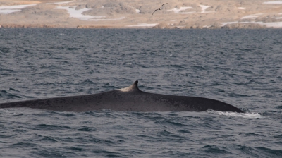 Deze walvis lag plotseling bijna naast de boot en liet , zoals vaak bij walvissen weinig zien.
Toch waren de  geheel gevlkte huid en het kleine rugvinnetje diagnostisch.Gezien de bijzonderheis van deze soort rond Spitsbergen plaats ik hem.
Als beeld kan iedereen er zijn gedachten over hebben.
Die hoor ik dan graag.