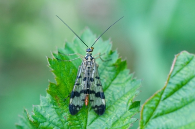 Op een kalkheuveltje in Belgi� was ik op zoek naar vlinders en vond deze halmwesp. De geslachtnaam kon ik wel vinden, maar de soortnaam niet.