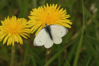 Prachtig, de vlinders komen weer.
Lekker door de knieen in het gras
tussen de bloemen. Nu nog met de 28-300mm tele-zoomlens,
de volgende keer met de Macrolens 105mm,kijken of we verschillen zien.