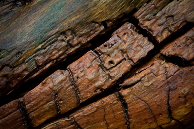 Na de regen vanmiddag even het bos in geweest. Dan is het daar op z'n mooist vind ik; door de vele regen lijkt alles groener, geler, bruiner etc. Ook een 'gewoon' stukje bast wordt fotogeniek. Het bos lijkt al weer ruim klaar voor de herfts.....