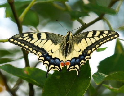 Dit is mijn eerste foto op nederpix Ik zocht naar grauwe gors en grauwe klauwier toen ik deze vlinder tegenkwam.Ook heel mooi.