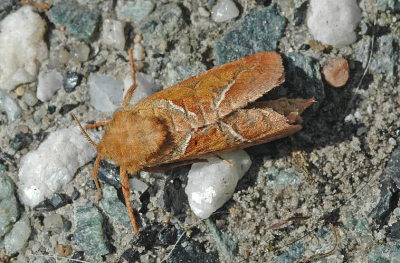 Dit fraaie uiltje waarvan ik graag de juiste naam zou willen weten zat overdag op het tuinpad in de zon