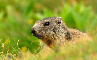 Het was die dag bewolkt weer. Op een berghelling keek deze marmot voor zich uit. Hij was goed te fotograferen. Liggend op mijn buik, kon ik een hele reeks maken.