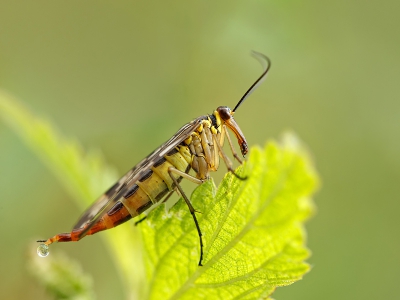 Gisteren vlak voor een van de fikse regenbuien kwam ik deze schorpioenvlieg tegen.
Hij liet zich er niet van weerhouden om voor het oog van de camera een plasje te doen.