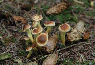 Dit leuke groepje leek mij afwijkend van de andere soorten die ik zag, helaas kan ik de naam niet achterhalen kan iemand helpen
