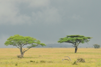 Het desolate aangezicht van de Serengeti bij dreigende lucht. Het dreigde overigens niet alleen...