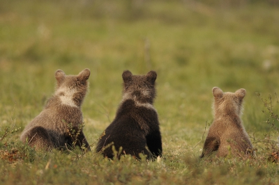 Een bloedhete dag in het Fins-Russische grensgebied, waardoor het in het kleine hutje haast niet uit te houden is. Ook de beren hebben last van de hitte, maar blijven toch alert. Als er in de verte een mannetjesbeer verschijnt, hebben de jongen het direct in de gaten. Nog geen seconde later sprinten ze het bos in en klimmen in de dichtsbijzijnde boom.