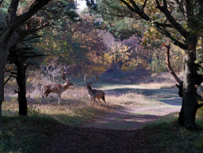 Als de bronstijd nadert v.d Damherten in de A.damse waterleiding duinen dan begint het bij mij altijd weer te kriebelen.Dit tweetal kwam ik tegen afgelopen jaar tijdens een wandeling.Laag gaan zitten en uit de hand genomen (VR actief)