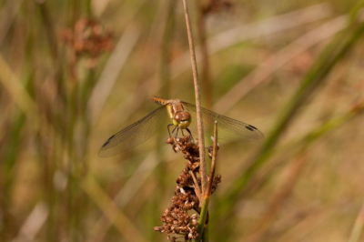 Tijdens een wandeling, langs een poel in boswachterij Gees deze libel gefotografeerd