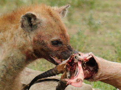 Hier een andere hyena in een ook wat andere hoedanigheid. Het lieflijke is er hier wel af.
