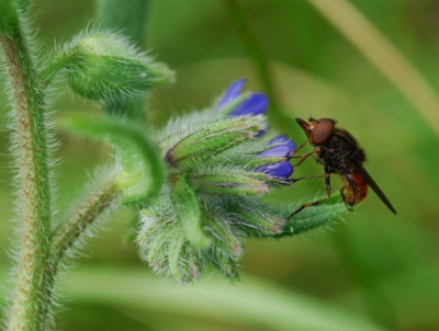 Liggend in het gras,was eigelijk Damherten aan het fotograferen.De Damherten liepen verder en div. insecten bleven zoemend om mij heen hangen.Toen m'n macro-obj.
er maar opgezet met dit als resultaat.
