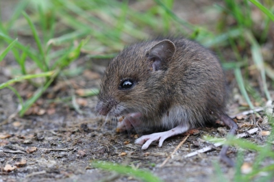 Eigenlijk op zoek naar libellen en juffers, werd het kleine bruine bolletje op het pad eerst niet eens als muis herkent. Na geduldig gewacht te hebben op het einde van de foto shoot (met muis in het middelpunt) ging ie er razendsnel vandoor