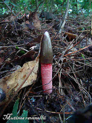 In het bos, onder een boom had ik al een paar keer een 'vreemde steel'  gezien zonder hoed.
Vanmorgen vroeg, tijdens de wandeling met de hond zag ik er plotseling eentje staan met hoed.
Direct weer terug gegaan naar het bos, nu met fototoestel om het vast te leggen. Toen snel naar huis en gaan googelen om uit te zoeken wat ik had gekiekt.
En zo kwam ik op dit forum terecht..........