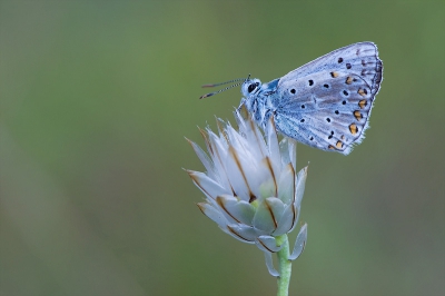 Op een andere plek als Dick vond ik ook deze blauwtjes. Mij heerlijk uit kunnen leven op dit mooie vlindertje