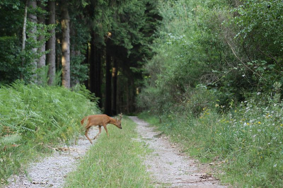 Het bokje had mij niet gehoord. Ik hm wel. Alleen kon ik niet zien wt het was, vanwege de dichte begroeing.
En het was dus afwachten of "het" over wilde steken. Waar en wanneer ... ? 
Uiteindelijk kwam hij nietsvermoedend het bospaadje oplopen.
Bewust wat meer van de omgeving meegefotografeerd