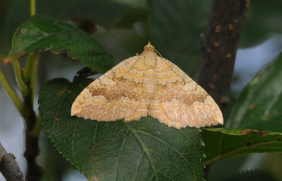 op de ermelose heide trof ik gisteren deze spanner graag zou ik achter de juiste naam van dit soort komen.