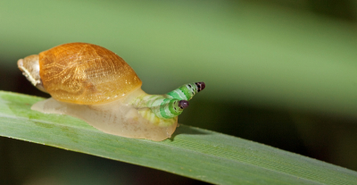 natuur kan soms wreed zijn zoals deze foto laat zien .
	Leucochloridium paradoxum leeft in de cloaca van vogels. De eieren van de worm verlaten de vogel met de uitwerpselen. De eieren zijn met een harde wand omgeven. Als de eieren in oeverland van een zoet water terecht komen, dan ontwikkelen zich vrijzwemmende 'miracidia'-larven. Deze larven infecteren de in dit biotoop levende amphibische landslak Succinea putris (Barnsteenslak). Door ongeslachtelijke voortplanting die in de slak plaats vindt, ontstaan honderden cercarin die zich in een langwerpig orgaan bevinden, de sporocyste. Er kunnen zich verschillende van deze sporocysten in de slak bevinden. De sporocysten pulseren en vullen de tentakels van de slak zodanig dat deze ze niet meer kan intrekken. De sporocysten zijn opvallend gekleurd en door deze kleur en de pulserende beweging trekken zij vogels aan die vervolgens de tentakels opeten. De vogel wordt dan besmet met de cercarien die zich in de vogel tot volwassen wormen ontwikkelen. Deze volwassen wormen planten zich seksueel voort met eieren die de vogel met de uitwerpselen verlaten waarop de cyclus opnieuw begint.
 verhaal uit de wikipedia...........