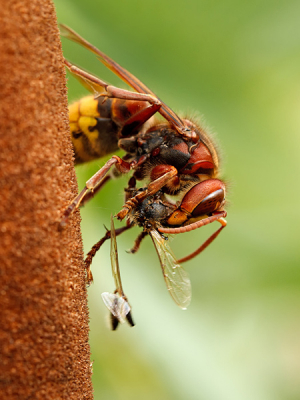 Vanmorgen zag ik deze hoornaar een blinde bij uit de lucht grijpen.
Een tiental meters verderop ging hij hem op lisdodde oppeuzelen.
In een rap temp werd de blinde bij van poten en vleugels ontdaan om vervolgens binnen no time verschalkt te worden.