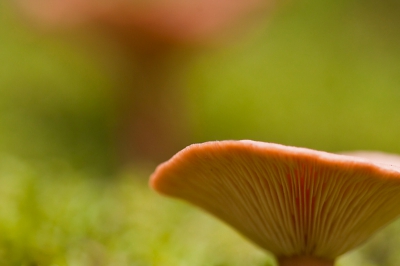Vanmorgen een paar uur in de bossen van het fochteloorveen geweest. Het stikt er werkelijk alweer van de paddo's. Maar dan nog op de naam komen h. Ik hou het op de Rimpelende melkzwam......