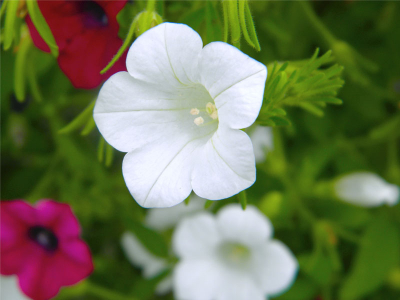 Ik was opzoek naar een mooi shot van een mooie bloem, en aangezien we deze bloempjes in een pot onder de veranda hadden, dacht ik: "Ik neem een paar shots", en daar kwam o.a deze uit.