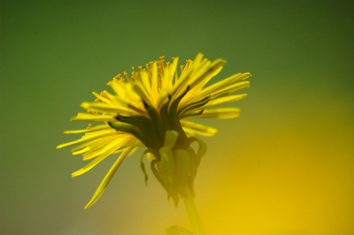 de schoonheid van de paardenbloem
