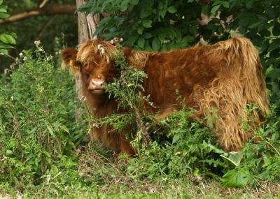 In het park lopen weer jonge Hooglanders.Ze laten zich goed benaderen