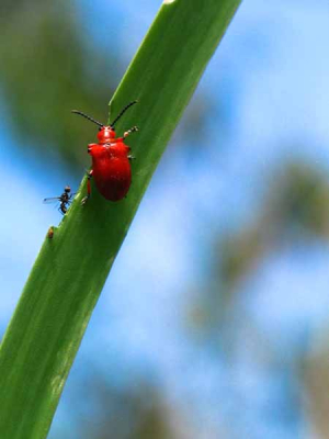 Langs de kant van het water zag ik op deze groene spriet druk dieren verkeer gaan. Als je goed kijkt zijn het drie beestjes. Ik weet de namen verder niet.