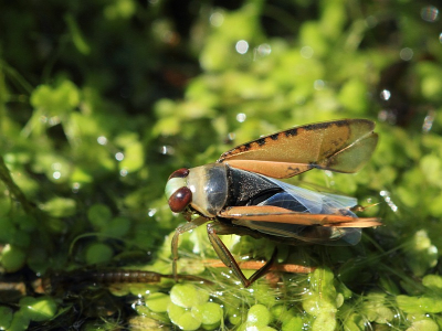 Vandaag eindelijk mooi weer om in de tuin te werken en ook eindelijk aan de eigenlijke vijver toegekomen (afgelopen week vijver in de garage).
Van de vorige keer geleerd en nu eindelijk met open vleugels kunnen vastleggen