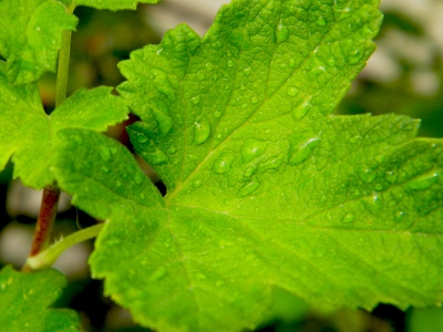 Vlak na een goeie regenbui (tijdens de hitte van deze zomer) ben ik er op uitgegaan om een wandeling te maken en heb ondertussen foto's gemaakt. Waaronder deze vanwege de mooie kleuren van het blad, en hoe de druppels op het blad bleven liggen.