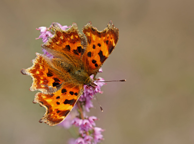 Eergisteren voordat ik naar de wildbaan ging nog een poosje op de veluwe rondgereden/gekeken. Daarbij werd ik aangenaam verrast door deze gehakkelde aurelia.
Wel vol in het zonlicht, maar wel op een mooie positie.