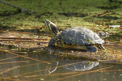 Steeds vaker kom je Roodwangschildpadden in de natuur tegen. Deze in een natuurgebied bij Ouddorp.