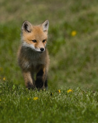 Nietsvermoedend kwam deze jonge vos mijn kant op. Tja, op deze leeftijd hebben ze meer oog voor vlinders dan voor een grote auto.