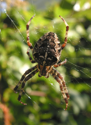 Een prachtige nazomerdag met al volop spinnenwebben in de tuin. Hier een kruisspin die van het zonnetje geniet.
Genomen met een Minolta Z10