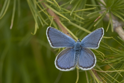 Al dagenlang liep ik door de bergen en elke keer vergezeld van blauwtjes, maar telkens was ik te trillerig om een foto te maken. Totdat...