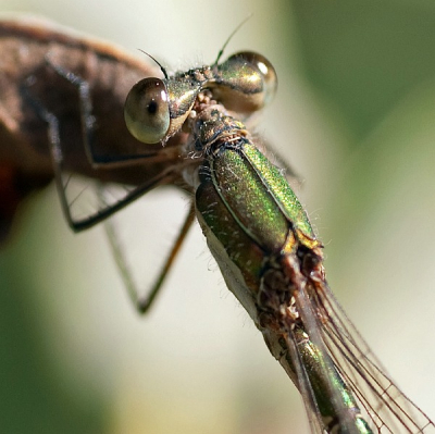 In het deel van het Buurserzand dat tegen de beek aanligt is meestal wel iets te beleven, zoals deze pantserjuffer die zich, hangend aan een dor eikenblad, van alle kanten liet fotograferen. Zelfs met de 70mm  macro er bijna tegenaan.