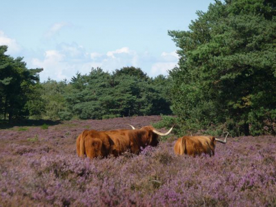 op zonnige dag heide doorkruisende kudde hooglanders
