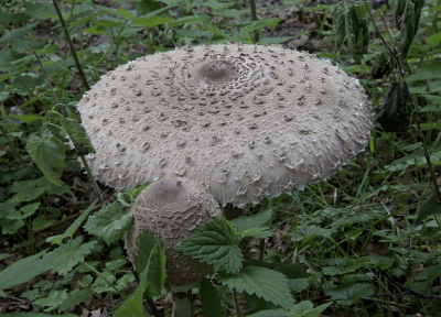 Allee in vijftien woorden en ��n fotootje per dag, nu wel met f22 en vanaf statief, een jonge en een oudere parasol, iets vanaf boven