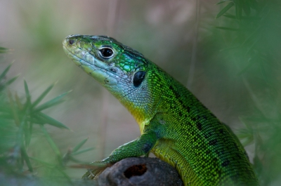 Onder een struik op de camping zat deze hagedis verscholen. Hierdoor was het niet goed mogelijk om hem in z'n geheel op de foto te krijgen.